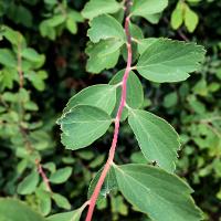 Spiraea x vanhouttei (Vanhoutte Spirea)