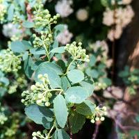 Spiraea x vanhouttei (Vanhoutte Spirea)