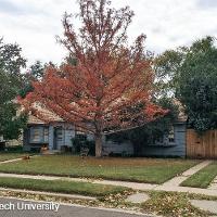 Taxodium distichum (Bald Cypress)