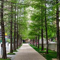 Taxodium distichum (Bald Cypress)