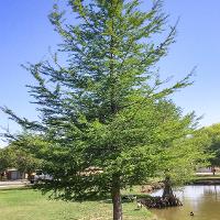 Taxodium distichum (Bald Cypress)