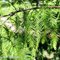 Taxodium distichum (Bald Cypress)