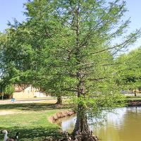 Taxodium distichum (Bald Cypress)