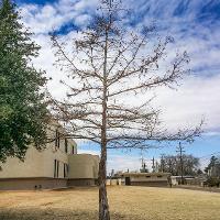 Taxodium distichum (Bald Cypress)