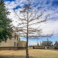 Taxodium distichum (Bald Cypress)