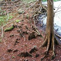 Taxodium distichum (Bald Cypress)