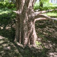 Taxodium distichum (Bald Cypress)