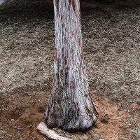 Taxodium distichum (Bald Cypress)