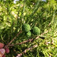 Taxodium distichum (Bald Cypress)