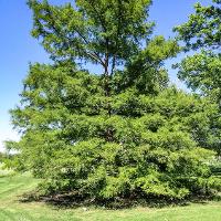 Taxodium distichum (Bald Cypress)