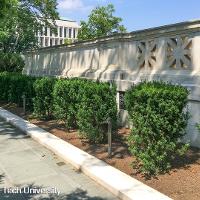 Taxus cuspidata (Japanese Yew)