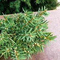 Taxus cuspidata (Japanese Yew)
