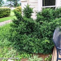 Taxus cuspidata (Japanese Yew)