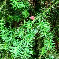 Taxus cuspidata (Japanese Yew)