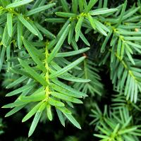 Taxus cuspidata (Japanese Yew)