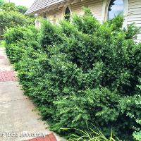 Taxus cuspidata (Japanese Yew)