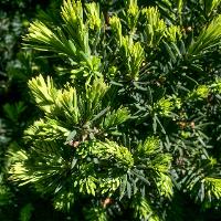 Taxus cuspidata (Japanese Yew)