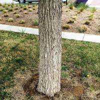 Ulmus crassifolia (Cedar Elm)