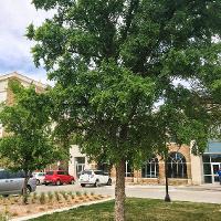 Ulmus crassifolia (Cedar Elm)