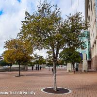 Ulmus crassifolia (Cedar Elm)