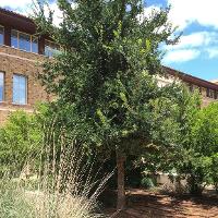 Ulmus crassifolia (Cedar Elm)