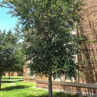 Ulmus crassifolia (Cedar Elm)
