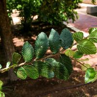 Ulmus crassifolia (Cedar Elm)