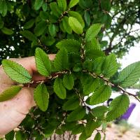 Ulmus crassifolia (Cedar Elm)