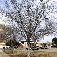 Ulmus parvifolia (Lacebark Elm)