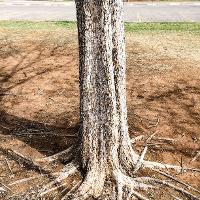 Ulmus parvifolia (Lacebark Elm)
