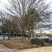 Ulmus parvifolia (Lacebark Elm)