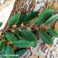 Ulmus parvifolia (Lacebark Elm)