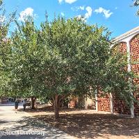 Ulmus parvifolia (Lacebark Elm)