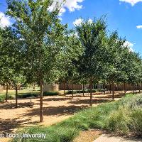 Ulmus parvifolia (Lacebark Elm)