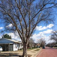 Ulmus parvifolia (Lacebark Elm)