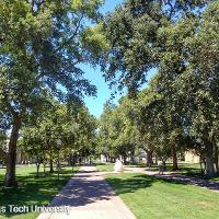 Ulmus pumila (Siberian Elm)