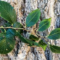 Ulmus pumila (Siberian Elm)