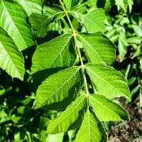 Ungnadia speciosa (Mexican Buckeye)