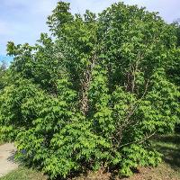 Ungnadia speciosa (Mexican Buckeye)