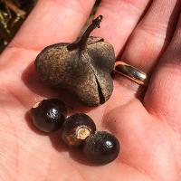 Ungnadia speciosa (Mexican Buckeye)