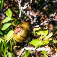 Ungnadia speciosa (Mexican Buckeye)