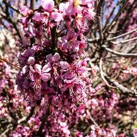 Ungnadia speciosa (Mexican Buckeye)