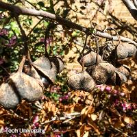 Ungnadia speciosa (Mexican Buckeye)