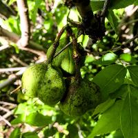 Ungnadia speciosa (Mexican Buckeye)