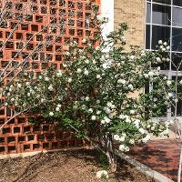 Viburnum carlesii (Mayflower Viburnum, Koreanspice Viburnum)