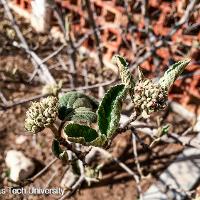 Viburnum carlesii (Mayflower Viburnum, Koreanspice Viburnum)