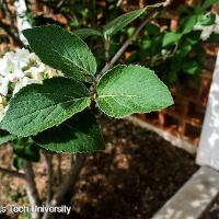 Viburnum carlesii (Mayflower Viburnum, Koreanspice Viburnum)