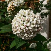 Viburnum carlesii (Mayflower Viburnum, Koreanspice Viburnum)