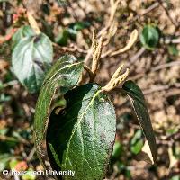 Viburnum x burkwoodii (Burkwood Viburnum)