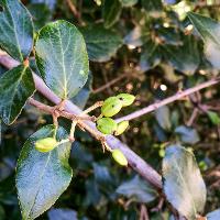 Viburnum x burkwoodii (Burkwood Viburnum)